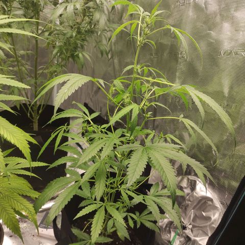 Stichy orange XXL growlog timeline photo