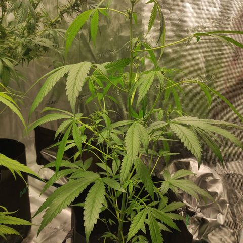 Stichy orange XXL growlog timeline photo