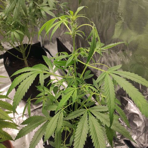 Stichy orange XXL growlog timeline photo