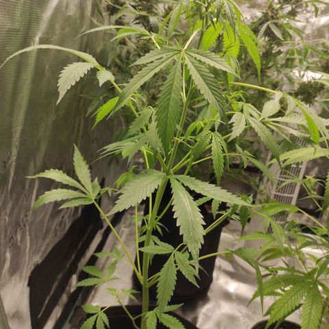 Purple Skunk auto growlog timeline photo
