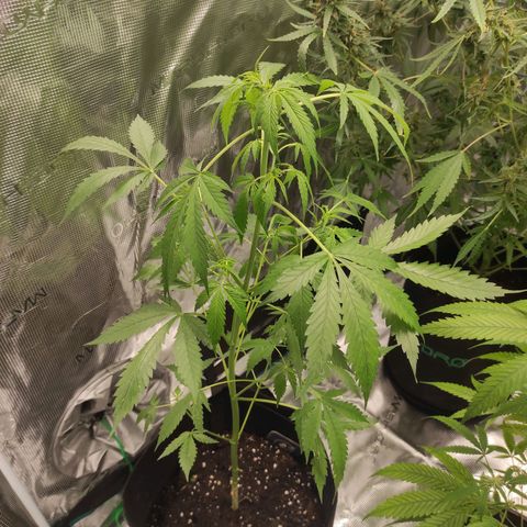 Purple Skunk auto growlog timeline photo