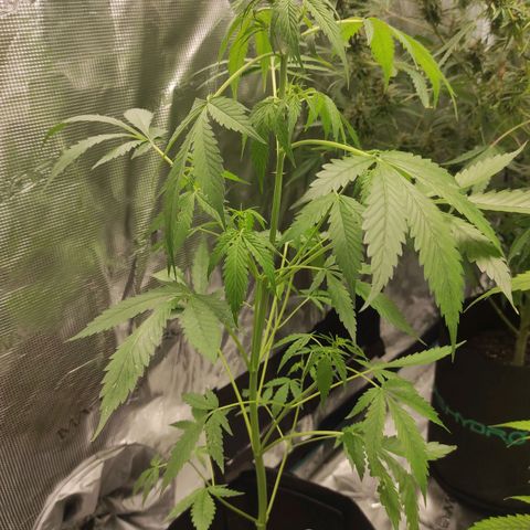 Purple Skunk auto growlog timeline photo