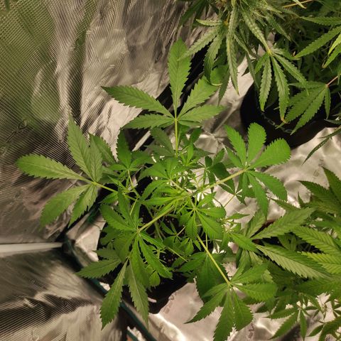 Purple Skunk auto growlog timeline photo