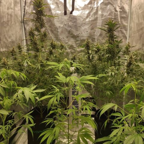 Purple Skunk auto growlog timeline photo