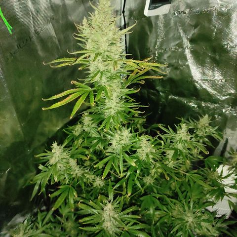 Master Kush Automatic growlog timeline photo