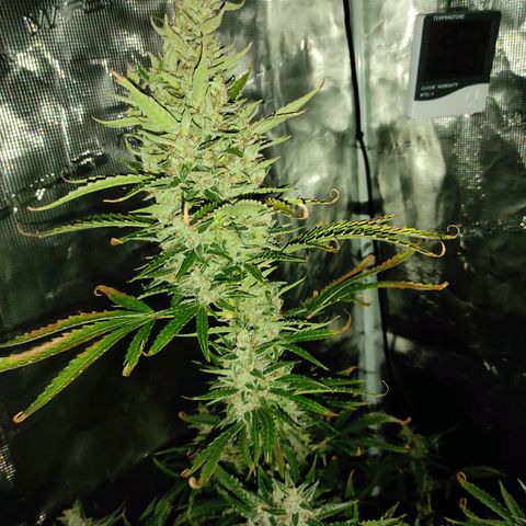 Master Kush Automatic growlog timeline photo
