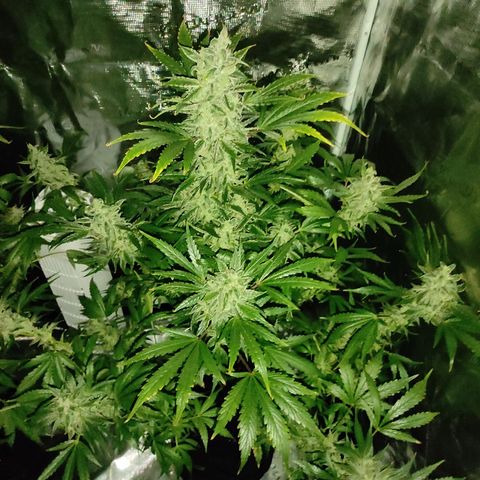 Banana Kush Cake Automatic growlog timeline photo
