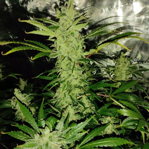 Banana Kush Cake Automatic growlog timeline photo