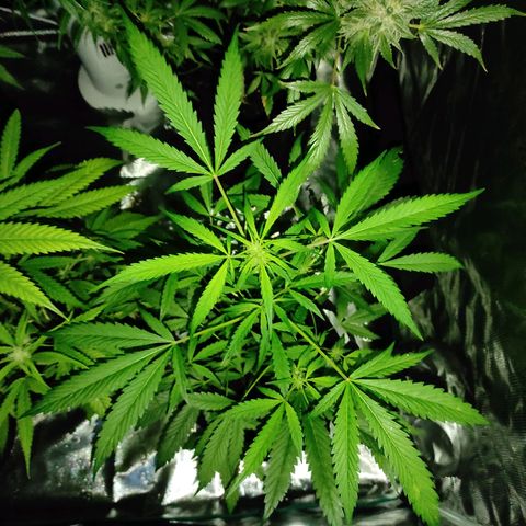 Stichy orange XXL growlog timeline photo