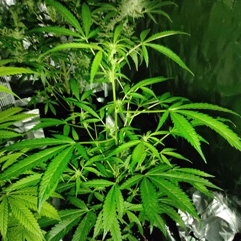 Stichy orange XXL growlog timeline photo