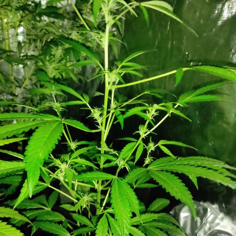 Stichy orange XXL growlog timeline photo