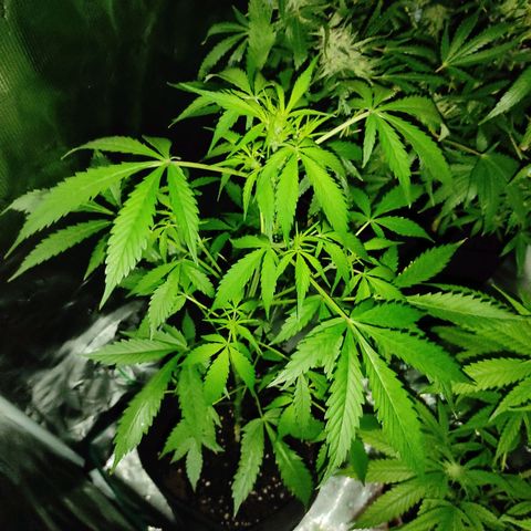 Purple Skunk auto growlog timeline photo