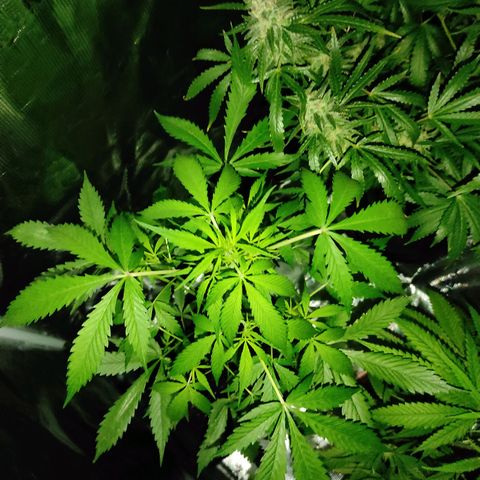 Purple Skunk auto growlog timeline photo