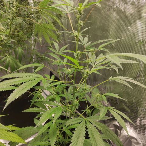Stichy orange XXL growlog timeline photo