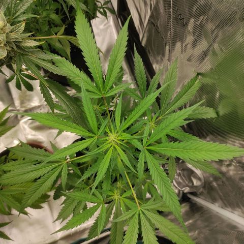 Stichy orange XXL growlog timeline photo