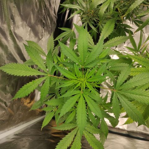 Purple Skunk auto growlog timeline photo