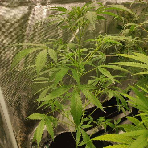 Purple Skunk auto growlog timeline photo