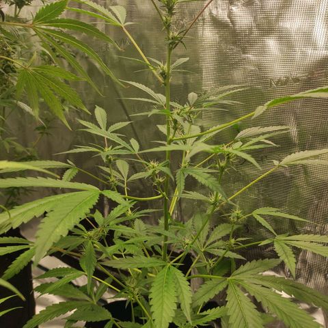 Stichy orange XXL growlog timeline photo