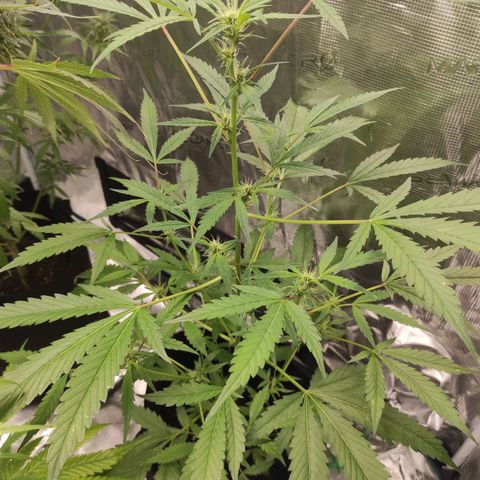 Stichy orange XXL growlog timeline photo