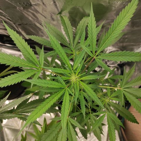 Stichy orange XXL growlog timeline photo