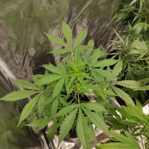 Purple Skunk auto growlog timeline photo