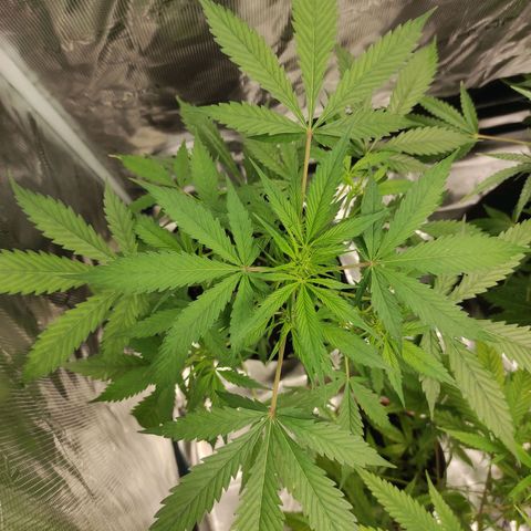 Purple Skunk auto growlog timeline photo