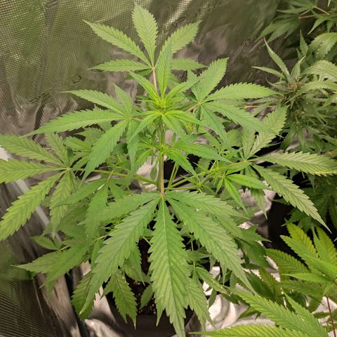 Purple Skunk auto growlog timeline photo