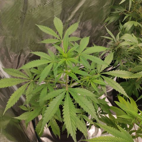 Purple Skunk auto growlog timeline photo