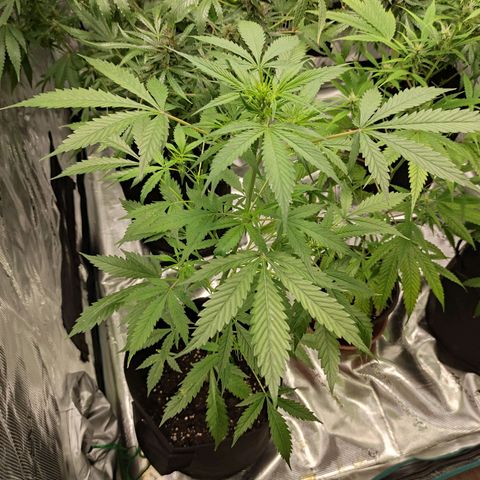 Purple Skunk auto growlog timeline photo
