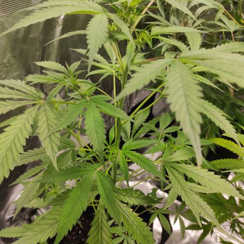 Purple Skunk auto growlog timeline photo