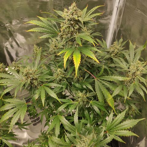Banana Kush Cake Automatic growlog timeline photo