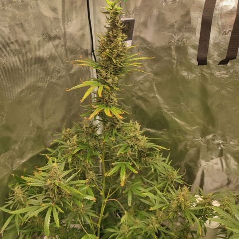 Master Kush Automatic growlog timeline photo