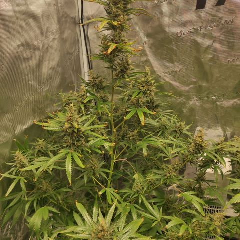 Master Kush Automatic growlog timeline photo
