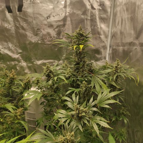 Banana Kush Cake Automatic growlog timeline photo