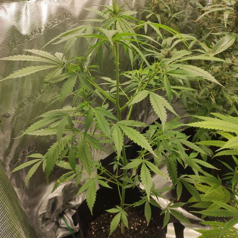Purple Skunk auto growlog timeline photo