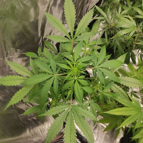 Purple Skunk auto growlog timeline photo