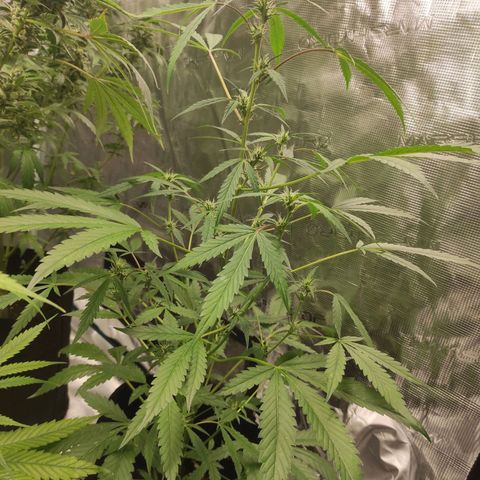 Stichy orange XXL growlog timeline photo