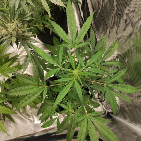 Stichy orange XXL growlog timeline photo