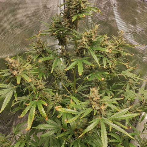 Master Kush Automatic growlog timeline photo
