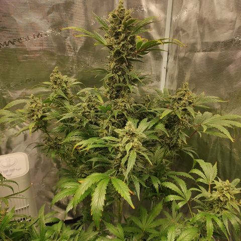Banana Kush Cake Automatic growlog timeline photo