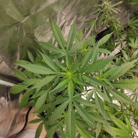 Purple Skunk auto growlog timeline photo