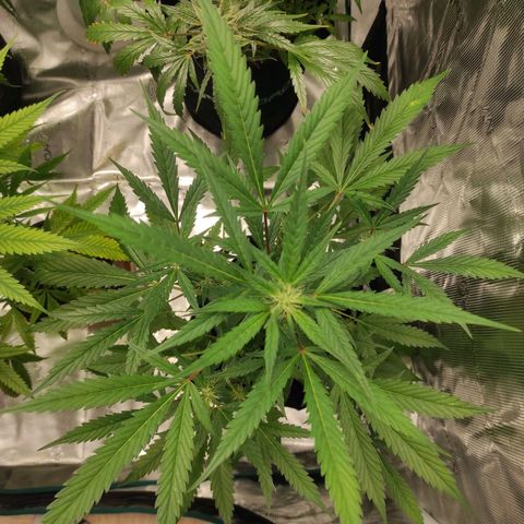 Stichy orange XXL growlog timeline photo