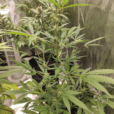 Stichy orange XXL growlog timeline photo