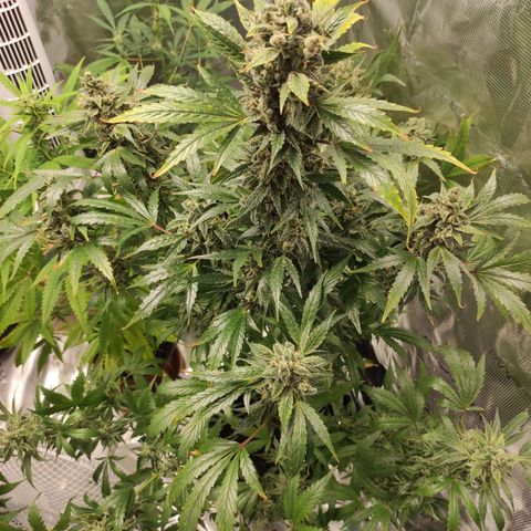 Banana Kush Cake Automatic growlog timeline photo