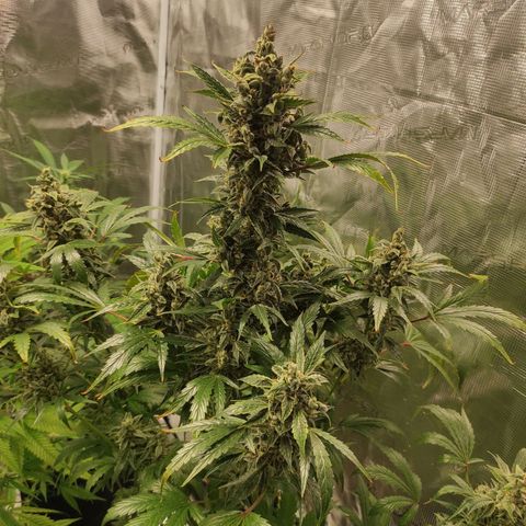 Banana Kush Cake Automatic growlog timeline photo
