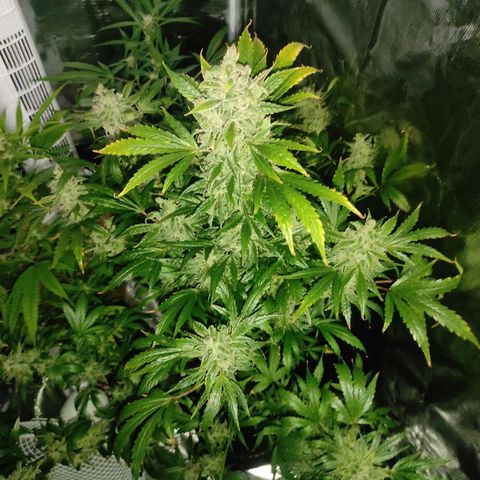 Banana Kush Cake Automatic growlog timeline photo