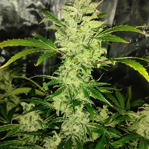 Banana Kush Cake Automatic growlog timeline photo