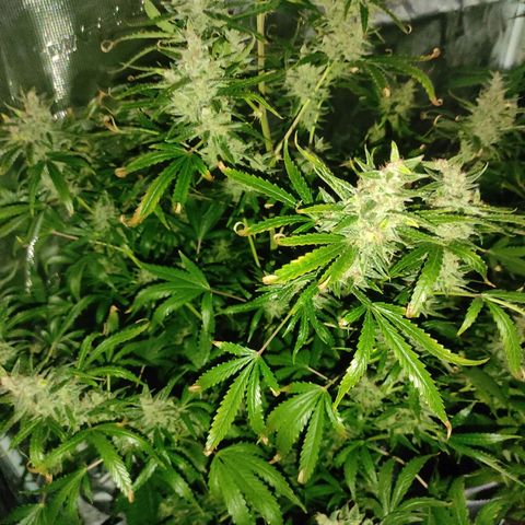 Master Kush Automatic growlog timeline photo