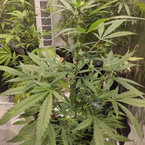 Stichy orange XXL growlog timeline photo