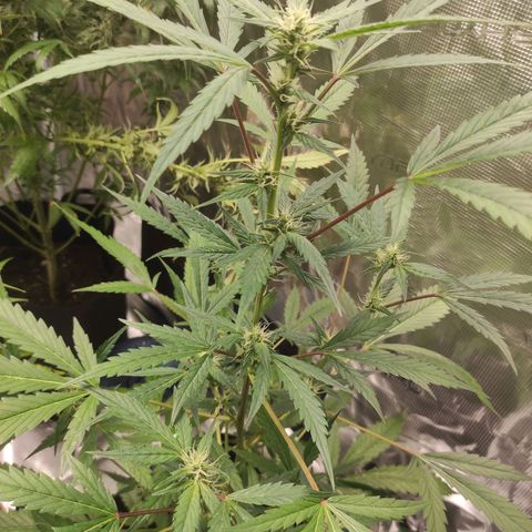 Stichy orange XXL growlog timeline photo